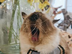 -共舞时光猫咖·狗咖(新街口店)