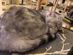 -平行世界·猫咖(首经贸店)