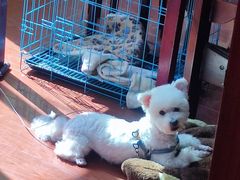 -犬也宠物造型(恒茂国际都会商业街店)