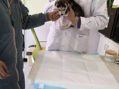 -艾吉宠物医院·疑难杂症转诊中心·猫友好(碧江路院)