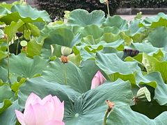 -四川大学(华西校区)