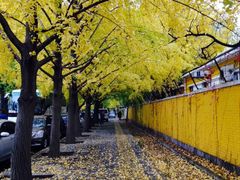 -三里屯东五街银杏大道
