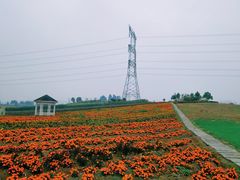 -紫颐香薰山谷景区