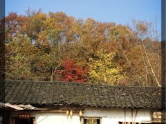 中国千年银杏谷-千年银杏谷文化旅游区