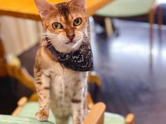 -猫色咖啡·猫咖