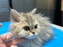 -伟伟宠物医院·CT影像中心·瑞派犬猫综合性门诊(汉口总院)
