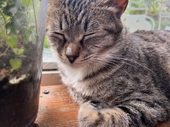 -海边的猫和咖啡馆