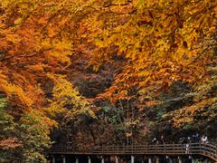 -光雾山旅游景区
