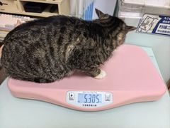 -宠福鑫康馨动物医院·骨科·眼科