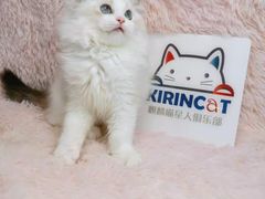 -十年猫舍·猫咪专门店(普陀店)