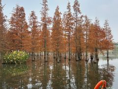 -白鹭湾湿地公园