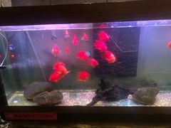 -天狗山料理(省体店)