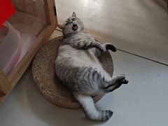 -艾贝尔宠物医院 ·内科全科(梁溪路店)