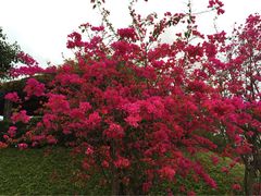 iphone_upload_pic-狐尾山公园