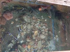 -蓝湾碧波·老字号·疍家非遗海上餐厅