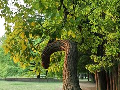 -上海共青森林公园