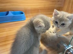-猫十亿·布偶金渐层·曼基康矮脚猫舍(青年路店)