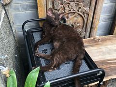 -喵屿·大理花园猫咖