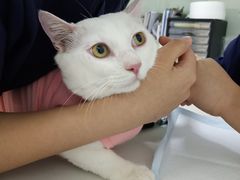 -可蒙动物医院·猫科·骨科中心(首义路店)