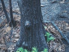 -缙云山景区