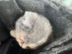 -瑞派福兴宠物医院犬猫全科·骨科·中西医结合(河东店)