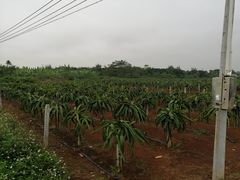 -硇洲岛旅游区
