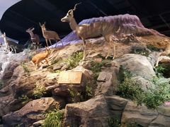 -陕西自然博物馆