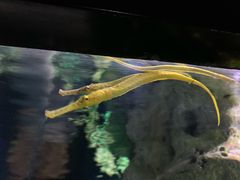 -暹罗海洋世界
