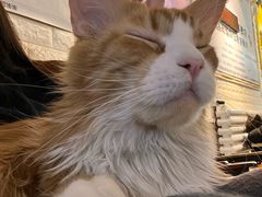 -平行世界·猫咖(首经贸店)