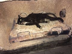 -彩虹桥宠物火化殡葬善终服务(金乐大厦店)