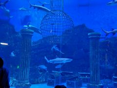 -芜湖新华联大白鲸海洋公园