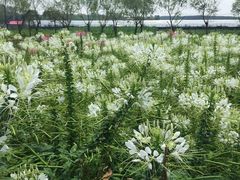 -北纬44度·金珠花海休闲农业旅游景区