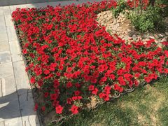 -武清南湖绿博园