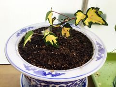 -本溪路花鸟市场(江浦路1709弄小区店)