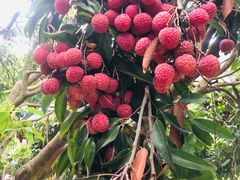 -千岛蚝高压锅生蚝·人参火锅(白云万达店)