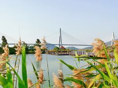 -芒洲湿地公园