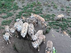 -哈尔滨北方森林动物园