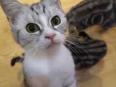 -万小咖.猫咖(中山路天虹店)
