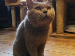 -more than meow吴止猫主题餐厅(承德 中船汇店)