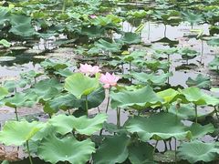 -荷塘月色湿地公园·向阳花洲