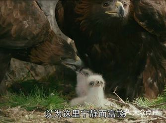 《追鹰日记》是一部奥地利电影，上映于2015年