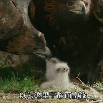 《追鹰日记》是一部奥地利电影，上映于2015年