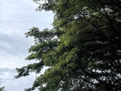 -三亚湾红树林度假世界(木棉酒店)