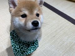 -逗柴咖啡屋·狗咖猫咖宠物桌游