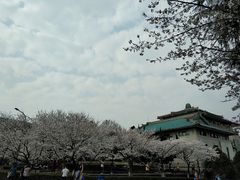 -武汉大学-樱园