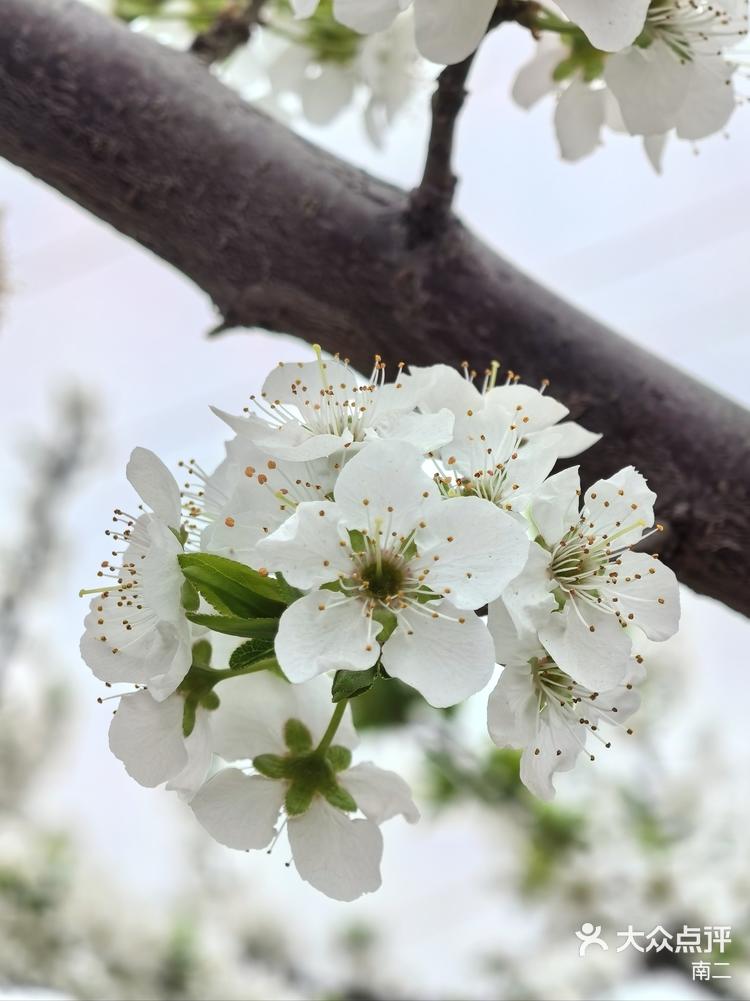 李子花是春天里最美的花