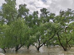 -宝安西湾红树林湿地公园