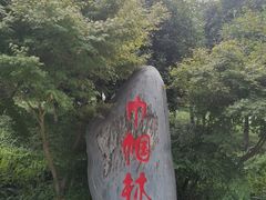 -龙头寺公园