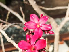 -呀路古热带植物园