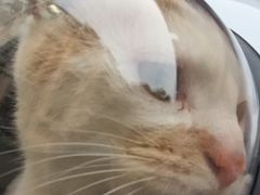 -伟伟宠物医院·CT影像中心·瑞派犬猫综合性门诊(汉口总院)